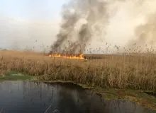 آتش سوزی در تالاب انزلی دامن منطقه شهری را گرفت