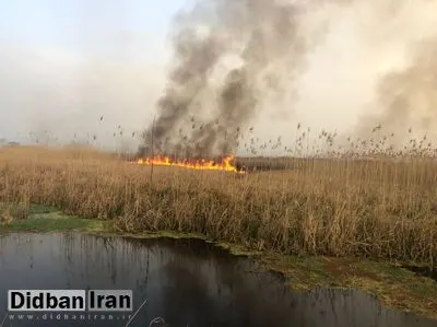 آتش سوزی در تالاب انزلی دامن منطقه شهری را گرفت