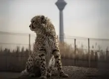 فقط ۱۷ یوزپلنگ ایرانی باقی مانده است 