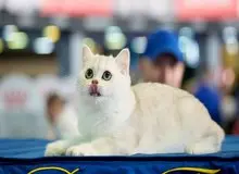 آیا وقتی میومیو می‌کنیم گربه‌ها حرف ما را می‌فهمند؟