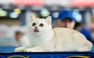 آیا وقتی میومیو می‌کنیم گربه‌ها حرف ما را می‌فهمند؟