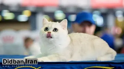 آیا وقتی میومیو می‌کنیم گربه‌ها حرف ما را می‌فهمند؟