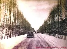 چنار‌های خیابان ولیعصر را چه کسی کاشت؟