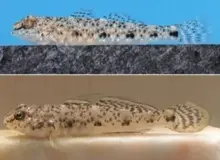 کشف گونه جدید ماهی در خلیج فارس