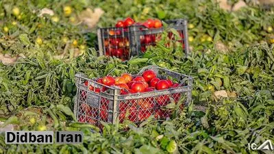 قیمت دولتی گوجه فرنگی ۱۰۳۰۰ تومان تعیین شد