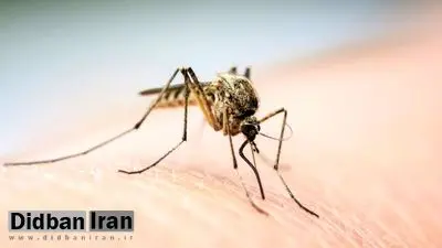 این پشه نیم سانتی سالانه یک میلیون انسان را می‌کُشد!