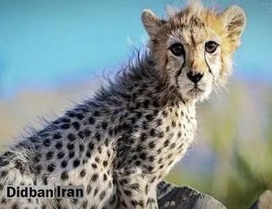 دیالیز «پیروز» شروع شد