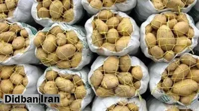 صادرات سیب زمینی و پیاز ممنوع شد