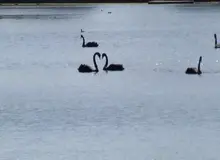 پیچیدگی‌های زندگی قوها زیرذره‌بین دانشمندان؛ آیا افسانه تک‌همسری آنها واقعیت دارد؟