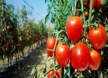 راهنمای خرید و فروش انواع بذر صیفی جات