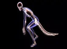 چرا انسان‌ها دم ندارند؟ 