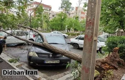 سقوط ٨٠ اصله درخت در طوفان دیروز تهران