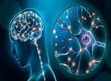 مغز انسان حتی در پیری هم نورون‌های جدید تولید می‌کند