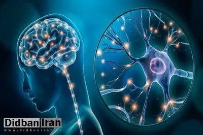 مغز انسان حتی در پیری هم نورونهای جدید تولید میکند