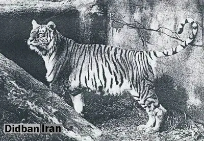 ۶۵ سال از غرش آخرین ببر مازندران گذشت
