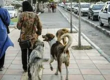 سگ‌گردانی در استان گلستان ممنوع شد