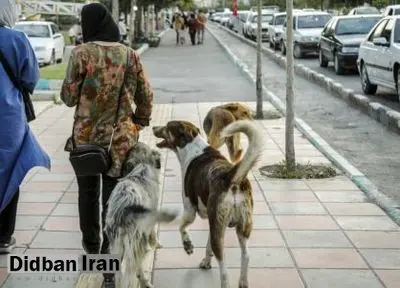 سگگردانی در استان گلستان ممنوع شد