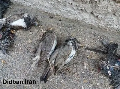 مرگ دسته‌جمعی سارها در بجنورد