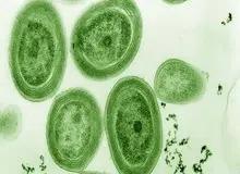 گرم‌شدن اقیانوس‌ها میکروبی را تهدید می‌کند که نزدیک به یک‌سوم اکسیژن زمین را تولید می‌کند