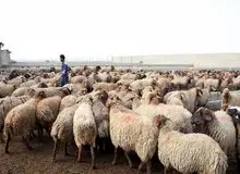 مدیرعامل اتحادیه دام سبک: کشتار دام، نسبت به سال قبل ۱۸ درصد کاهش یافته