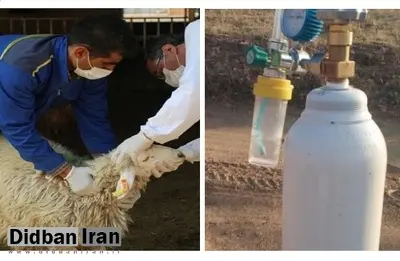 فردا، به جای ذبح گوسفند، کپسول اکسیژن نذر کنید