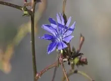 این گیاه می‌تواند پر خوری را کاهش دهد