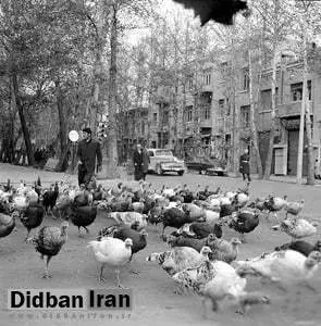 بوقلمون چرانی در خیابان‌های تهران قدیم+عکس