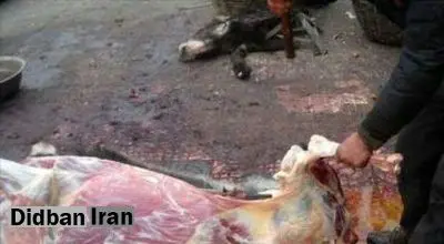 قصاب فلاورجانی، هنگام ذبح الاغ دستگیر شد
