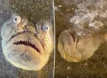 کشف یک ماهی ترسناک که به آسمان خیره می‌شود