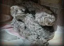 دومین توله یوز آسیایی هم تلف شد