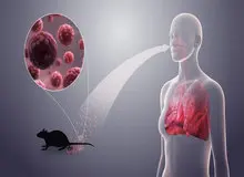 احتمال شیوع یک بیماری همه گیر دیگر در چین؛ مرگ یک مرد بر اثر ابتلا به «هانتا ویروس»+نشانه های بیماری