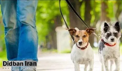 سگ‌گردانی در تبریز ممنوع شد