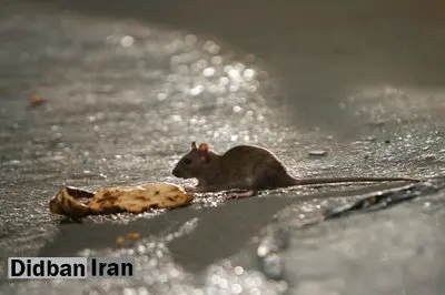 مسئولان شهری:۵۰ هزارکلونی موش در تهران شناسایی شد