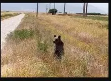 زنده‌گیری خرس قهوه‌ای در شهرستان اقلید