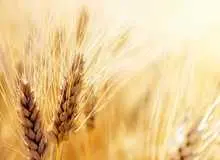 عضو کمیسیون کشاورزی: عرضه گندم در بورس، فشار مالی دولت را کاهش می‌دهد