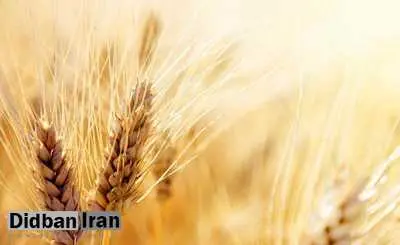 عضو کمیسیون کشاورزی: عرضه گندم در بورس، فشار مالی دولت را کاهش میدهد