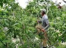 درخت گردو ۷ فوتی داد 