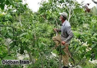 درخت گردو ۷ فوتی داد 
