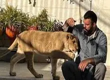 شیر امیر علی‌اکبری در باغ وحش ارم تلف شد