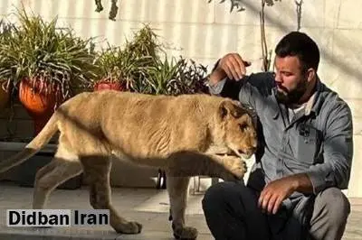 شیر امیر علیاکبری در باغ وحش ارم تلف شد