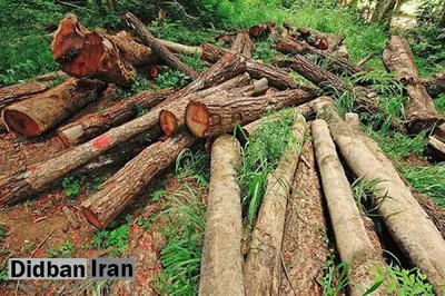 شبی ۳ میلیون تومان درآمد از قاچاق چوب با «شوتی»! / شوتی‌ها هرگز در جاده توقف نمی‌کنند