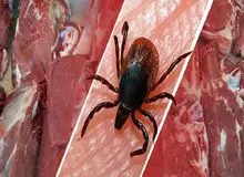 وزارت بهداشت: ۲۲ مورد ابتلا به تب کنگو و ۲ نفر فوتی در کشور/ ذبح دام در معابر عمومی و منازل ممنوع/ علائم تب کنگو چیست؟
