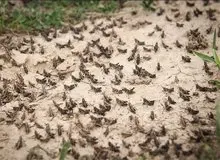 هجوم ملخ‌ها به خداآفرین هنوز شرایط را بحرانی نکرده است
