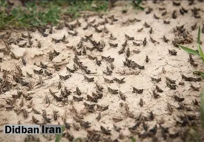 هجوم ملخها به خداآفرین هنوز شرایط را بحرانی نکرده است