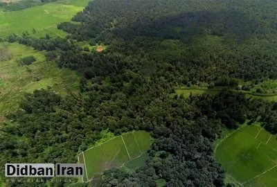 بهای واقعی جنگل‌کاری عظیم چین