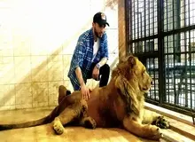 آخرین وضعیت جسمی شیر نر ۳ساله در باغ وحش ارم / مدیر باغ وحش: تصویب شد که شیر باید از ناحیه مهره کمر عمل شود