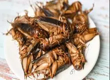 حشره‌ای با طعم گوشت گاو و بره؛ آیا رستوران‌ها برای انقلاب در تغذیه انسان‌ها آماده می‌شوند؟