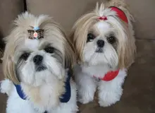 ممنوعیت سگ‌گردانی در استان سمنان