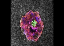 دانشمندان برای نخستین‌بار، لحظه‌ی لانه‌گزینی جنین انسان را در زمان واقعی ثبت کردند