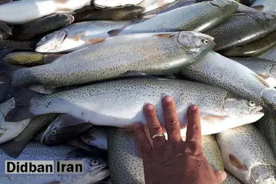 قیمت ماهی ۳۰ درصد گران شد 